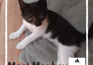 Monkey - Black & White Male Kitten Up For Adoption
