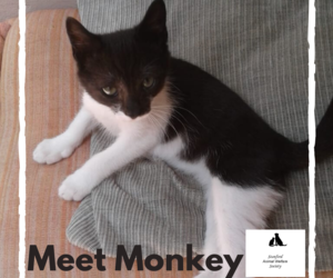 Monkey - Black & White Male Kitten Up For Adoption