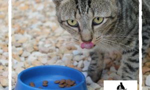 Ash - Male Tabby Cat Up For Adoption