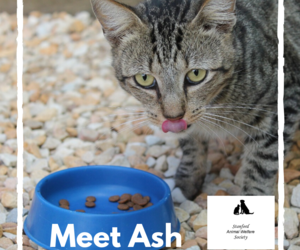 Ash - Male Tabby Cat Up For Adoption