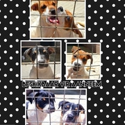 Puppies Up For Adoption