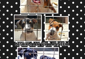 Puppies Up For Adoption