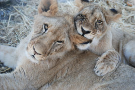 Karlos and Ivana need a new enclosure and you can help?