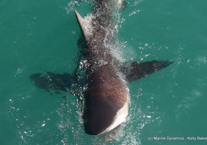 Daily Blog 24 February 2020 | Shark Diving Gansbaai