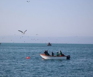 Save Shark Eco-Tourism in Gansbaai, South Africa