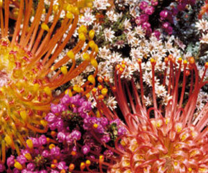 Appreciate Autumn - Gansbaai Weekly Inspiration