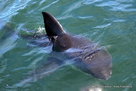 Daily Blog 19 March 2020 | Shark Cage Diving in South Africa