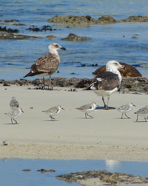 Gulls_Plovers_1584689446