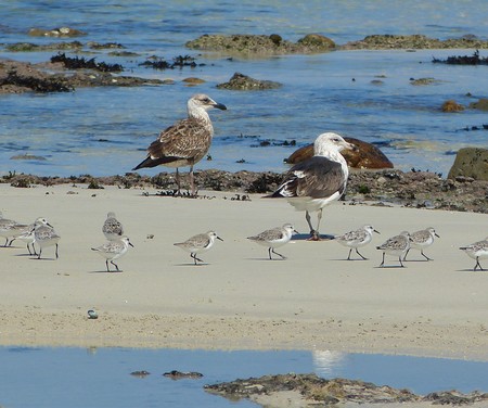 Gulls_Plovers_1584689446
