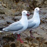 Birds - Pearly Beach Ratepayers - Gansbaai