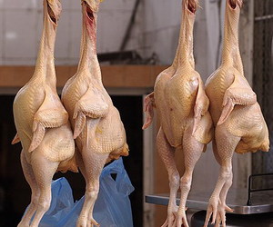 Henpecked and Whipped