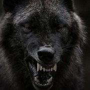 Facebook Live Talk: Corona Conspiracies