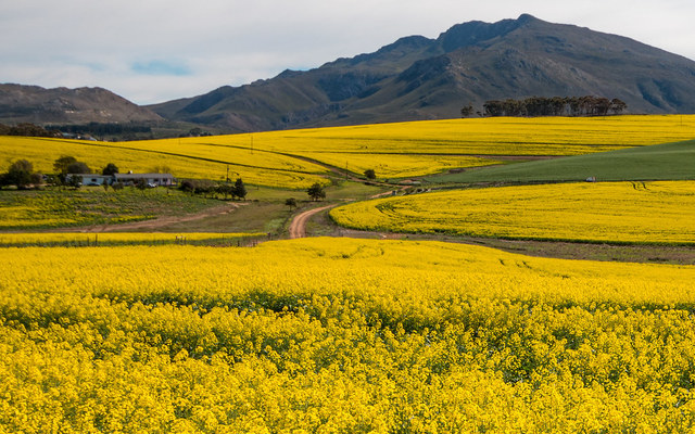 Canola_fields_1_1588141954
