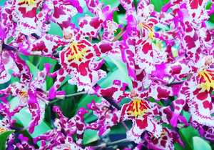 So many beautiful blooms starting out now!