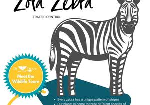 COLOUR IN & SHARE - Zola Zebra