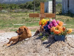 Stanford Pet Feeding Project