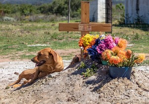 Stanford Pet Feeding Project
