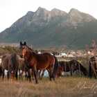 Wild Horses in Kleinmond - Monette's Bridal Studio