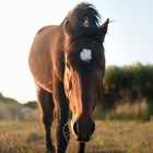 Wild Horses in Kleinmond - Monette's Bridal Studio
