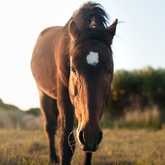 Wild Horses in Kleinmond - Monette's Bridal Studio