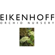 Dendrobium Speciosum 'Compacta'