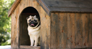 DIY: Building a Dog Kennel