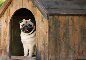 DIY: Building a Dog Kennel