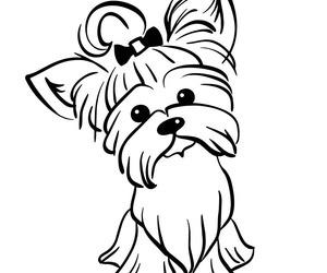 Grooming Parlour Protocols