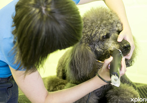 Canine Couture Joined NPGASA