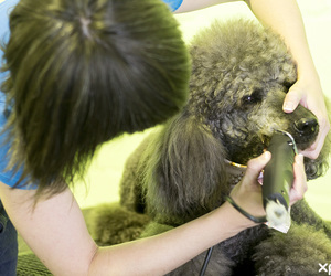 Canine Couture Joined NPGASA