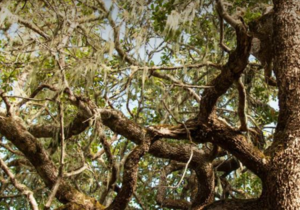 Follow The Snail Trail