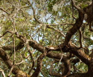 Follow The Snail Trail