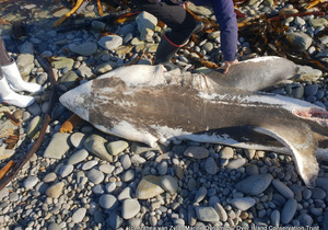 Orca predation on Great White Shark in Gansbaai, South Africa