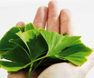 Ginkgo Biloba - The Memory Supplement