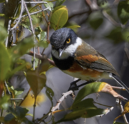 The Cape Batis