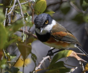 The Cape Batis