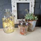 Plants - Lili & Co - Kleinmond