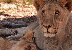 Marketing and Sales Position at Panthera Africa