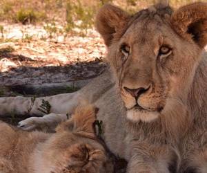 Marketing and Sales Position at Panthera Africa