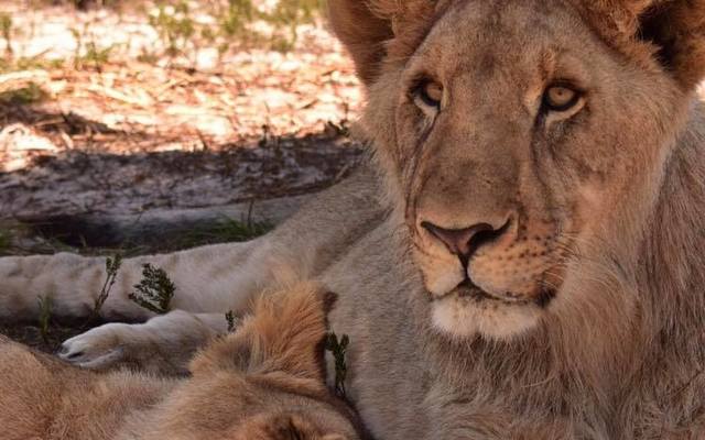 116911134_3313872798697622_7838035363830711956_o_1596198038