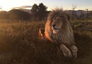 Farm Manager Position Available at Panthera Africa