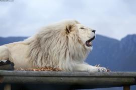 Exciting Announcement: We Are Open!