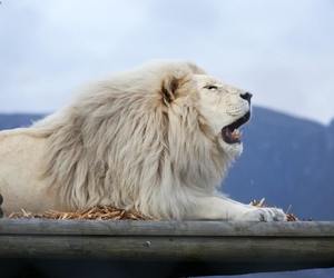 Exciting Announcement: We Are Open!