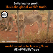 Protect lions by ending the global wildlife trade