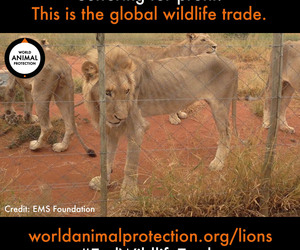 Protect lions by ending the global wildlife trade