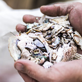 Hermanus - Cape Stone - Shells For Tiles