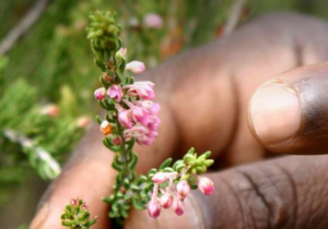 Fynbos, the elixir of life