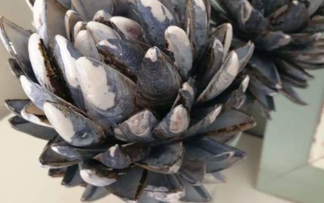 Handmade shell Proteas Handmade shell Proteas