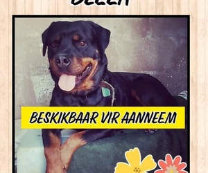 Dogs and puppies up for adoption