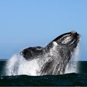 Opening of South African borders just in time for peak whale season!
